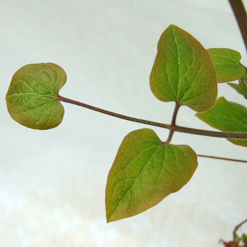 Waldrebe Sea Breeze - Clematis (Foliage)