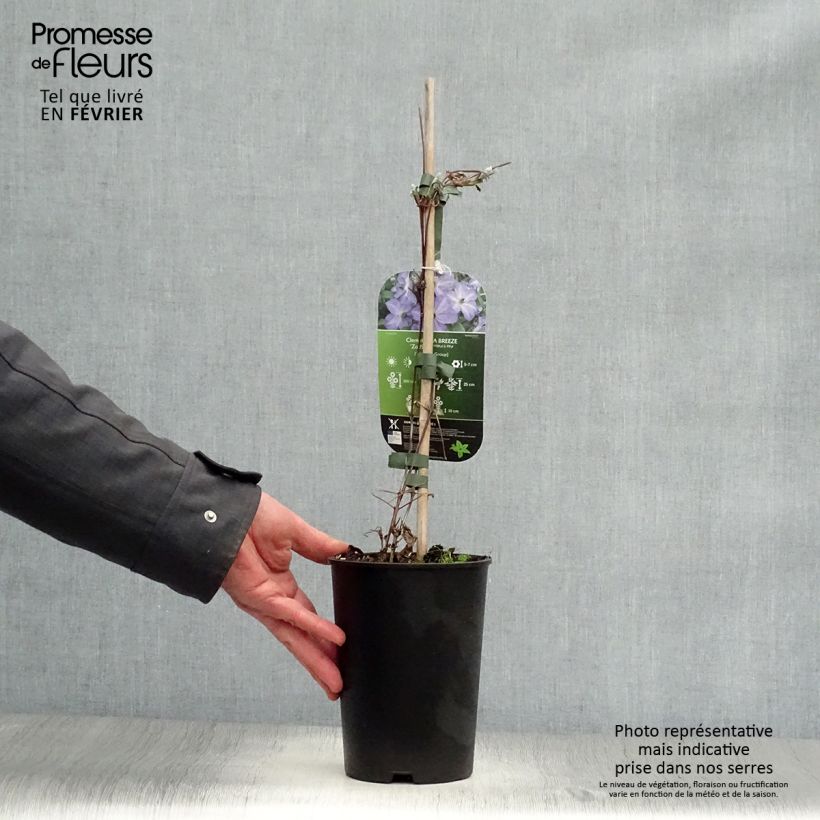 Exemplar von Waldrebe Sea Breeze - Clematis Topf mit 2L/3L wie im Winter geliefert