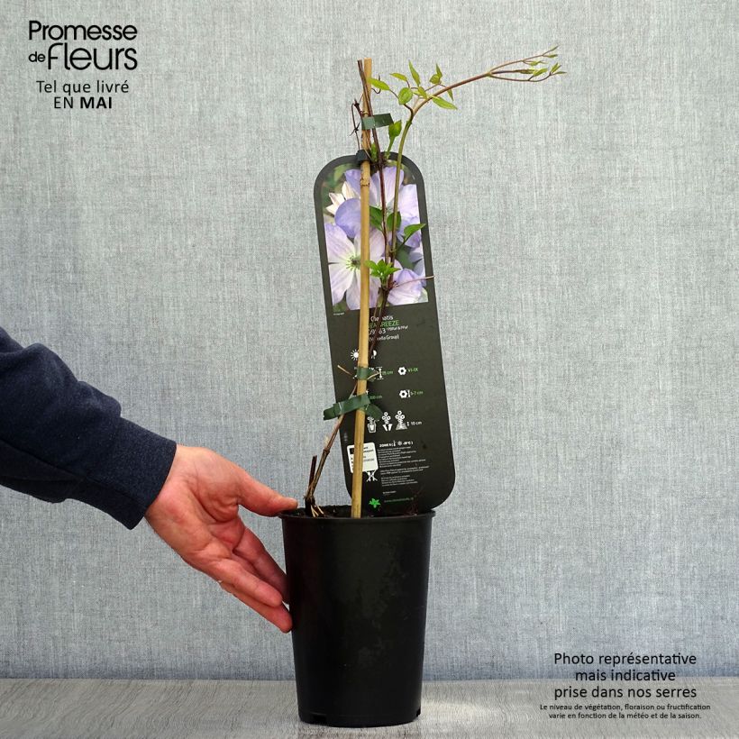 Exemplar von Waldrebe Sea Breeze - Clematis Topf mit 2L/3L wie im Frühjahr geliefert