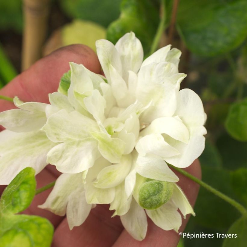 Waldrebe Delphine - Clematis (Flowering)
