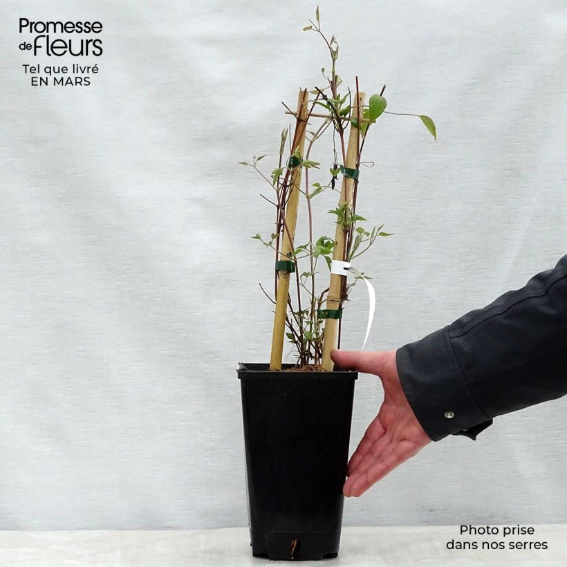 Exemplar von Waldrebe Delphine - Clematis Topf mit 2L/3L wie im Frühjahr geliefert