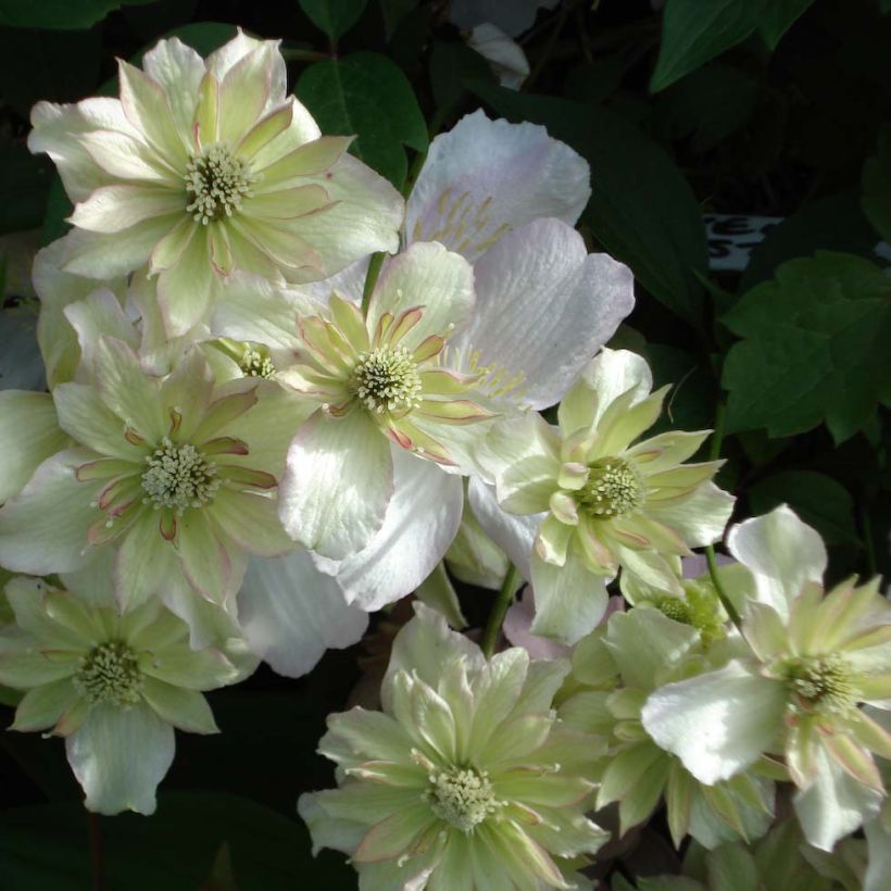 Clematis montana Double Delight - Berg-Waldrebe (Flowering)