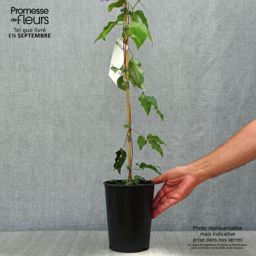 Example of Waldrebe Etoile de Malicorne - Clematis Topf mit 2L/3L as you get in automne