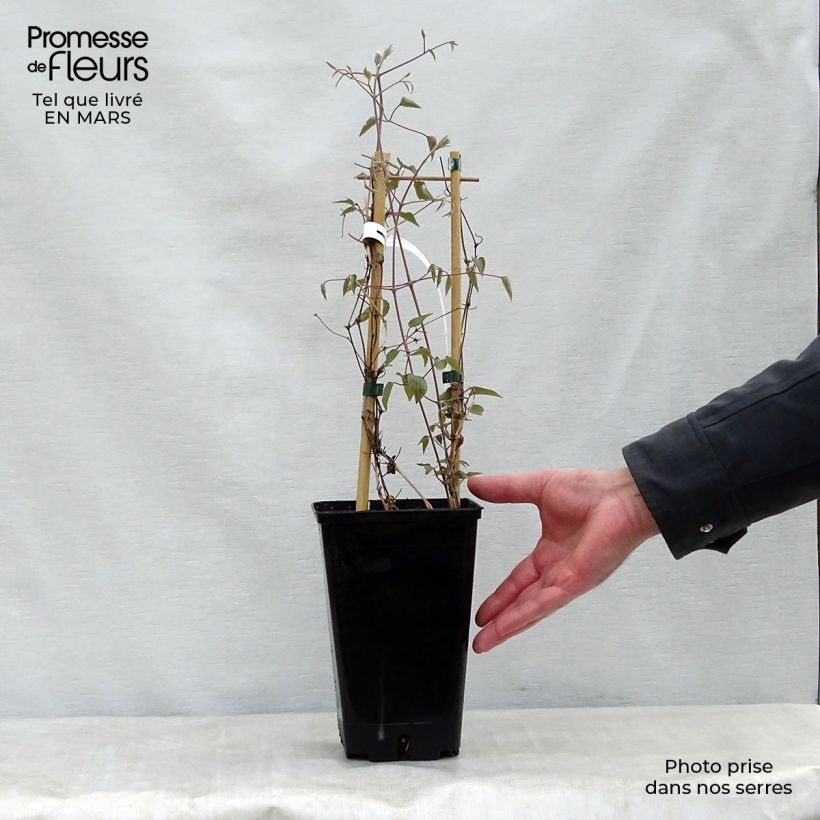 Exemplar von Waldrebe Henryi - Clematis Topf mit 1,5L/2L wie im Frühjahr geliefert