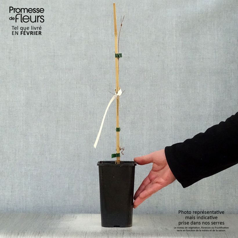 Exemplar von Waldrebe Henryi - Clematis Topf mit 1,5L/2L wie im Winter geliefert