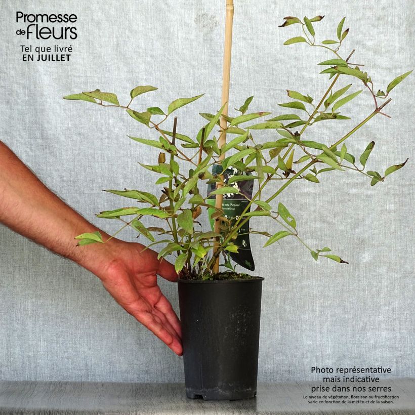Exemplar von Clematis recta Purpurea - Waldrebe Topf mit 2L/3L wie im Sommer geliefert