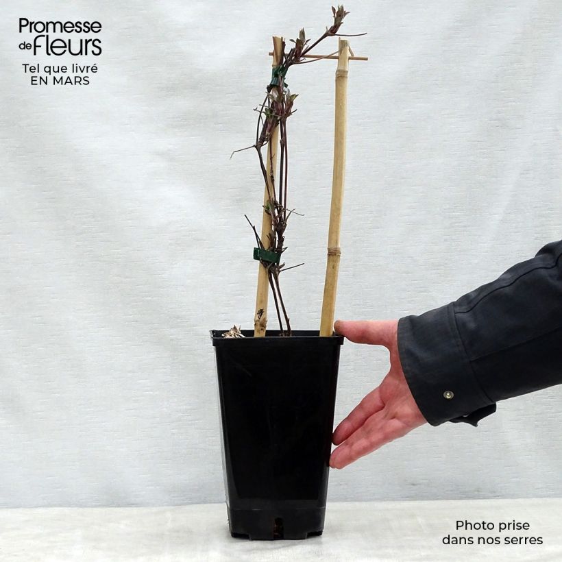 Exemplar von Waldrebe Honora - Clematis Topf mit 1,5L/2L wie im Frühjahr geliefert