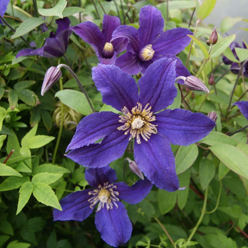 Waldrebe Hudson River - Clematis (Flowering)