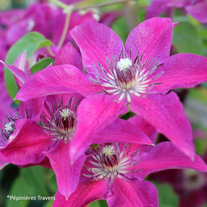 Waldrebe Huvi - Clematis (Flowering)