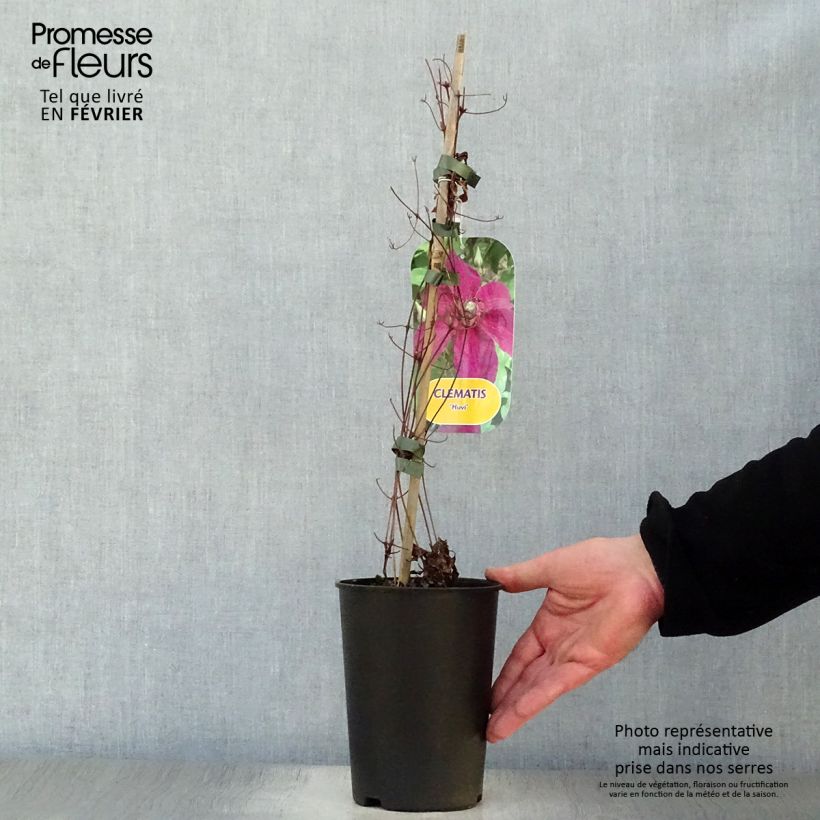 Exemplar von Waldrebe Huvi - Clematis Topf mit 2L/3L wie im Winter geliefert