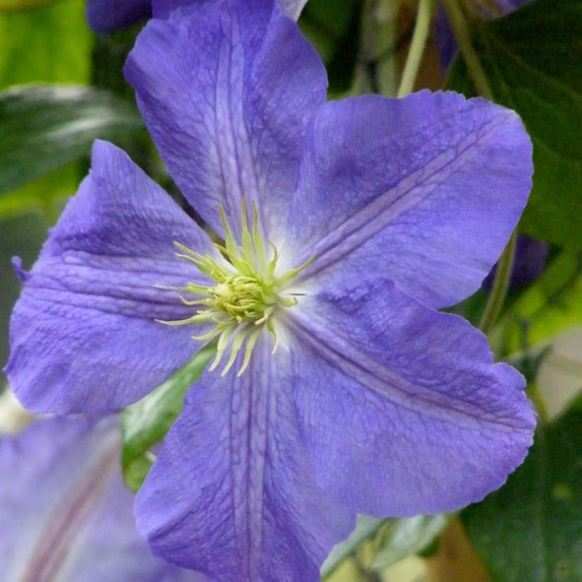 Clematis jackmanii Jenny - Waldrebe (Flowering)