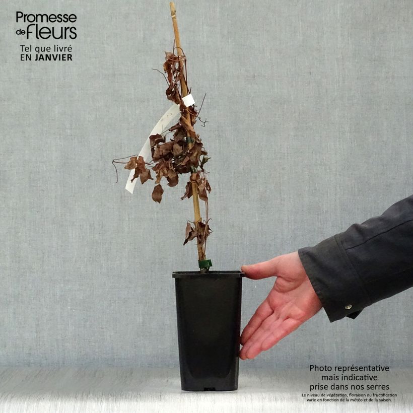 Exemplar von Clematis viticella Justa - Waldrebe Topf mit 1,5L/2L wie im Winter geliefert