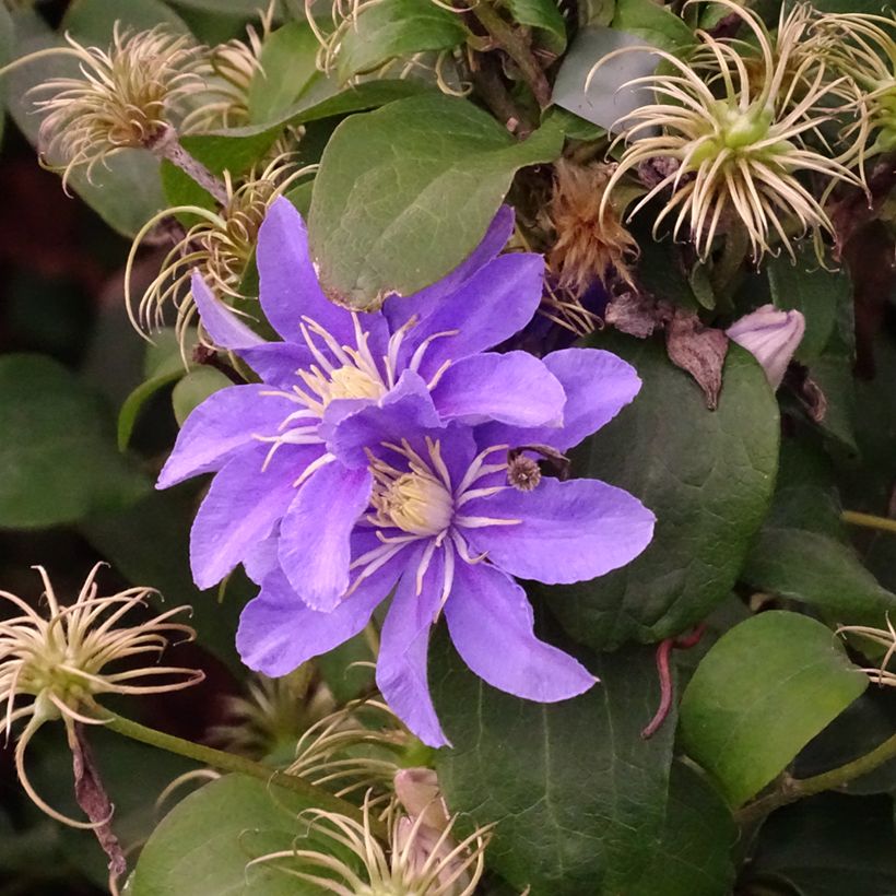 Clematis viticella Justa - Waldrebe (Plant habit)