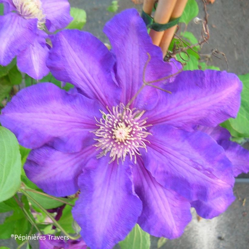 Waldrebe Kjell - Clematis (Flowering)
