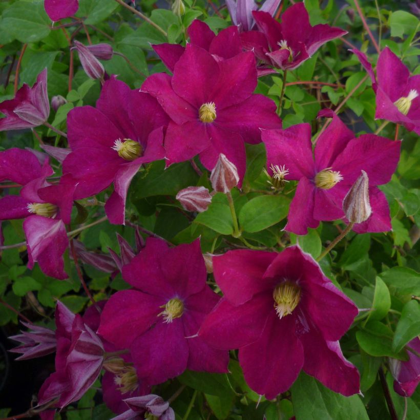 Clematis jackmanii Madame Edouard André - Waldrebe (Flowering)