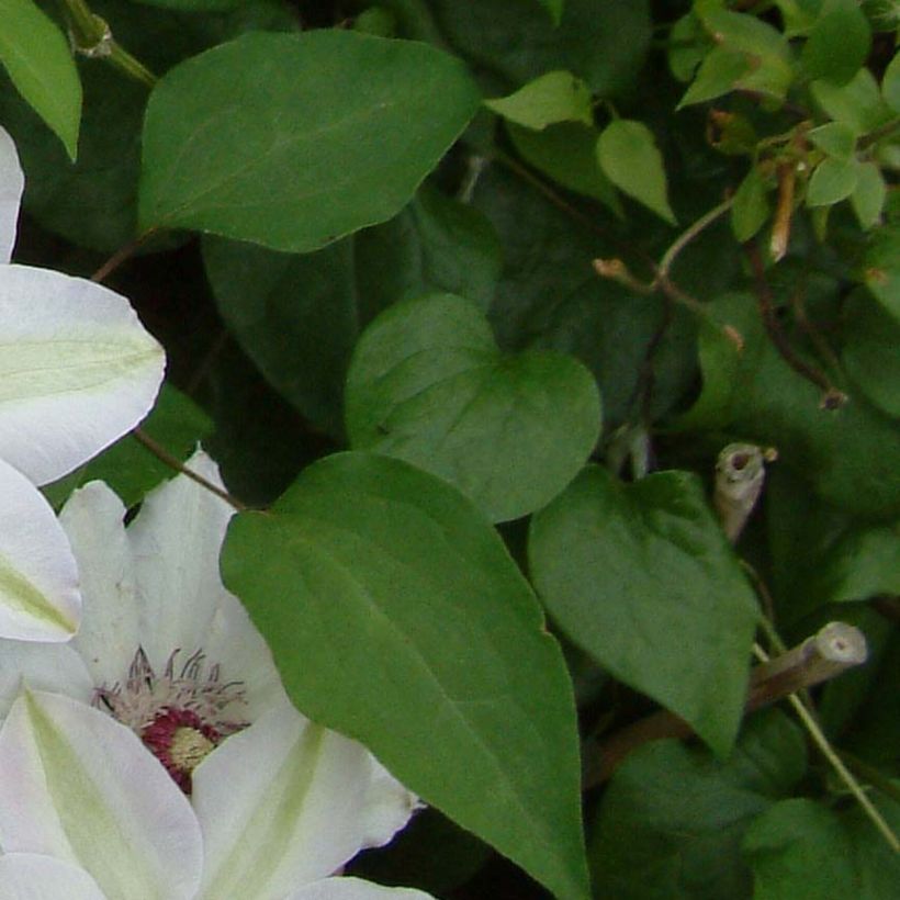Waldrebe Miss Bateman - Clematis (Foliage)