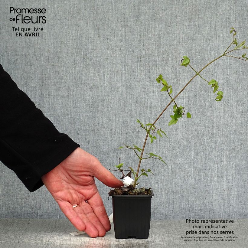 Exemplar von Waldrebe Mme Lecoultre - Clematis Kleine Töpfe von 8/9 cm wie im Frühjahr geliefert