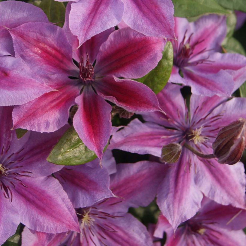 Waldrebe Mon Cherry - Clematis (Flowering)