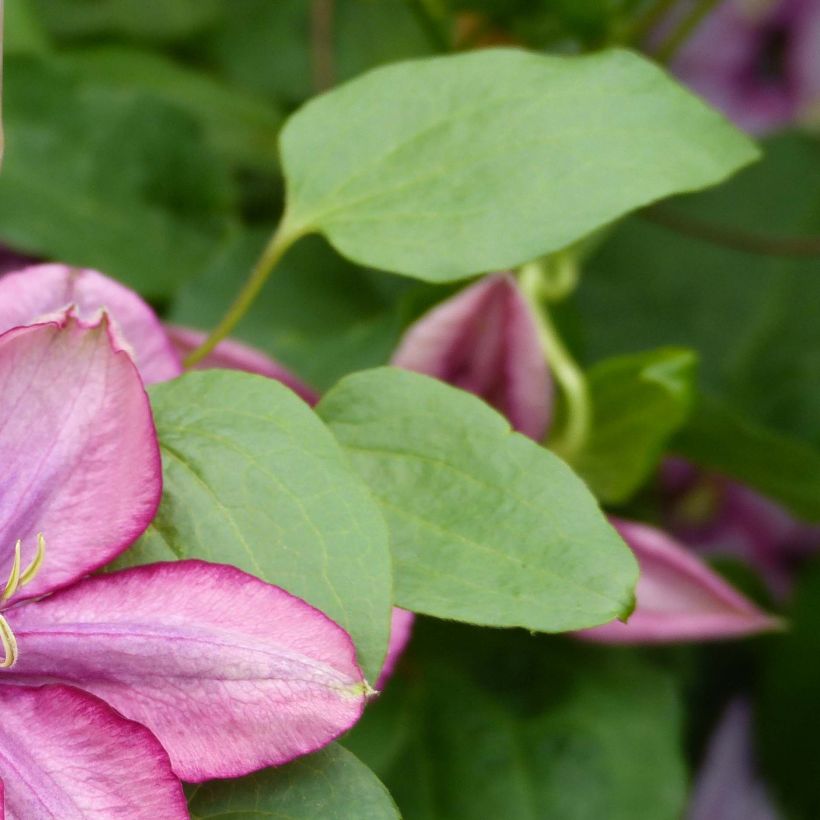 Waldrebe Paradiso - Clematis (Foliage)