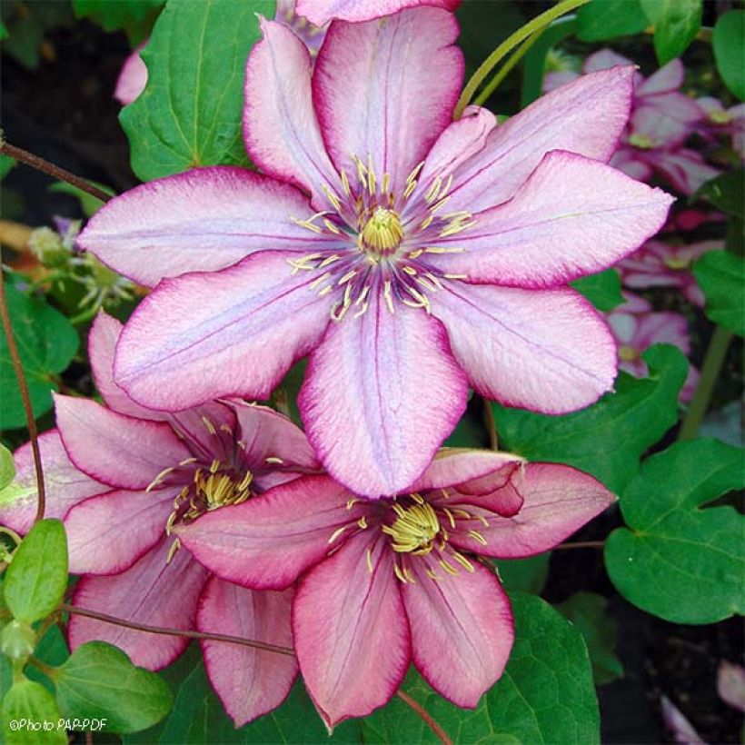 Waldrebe Paradiso - Clematis (Flowering)