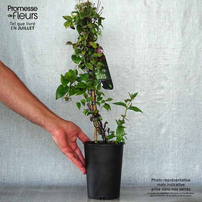 Exemplar von Waldrebe Pink Fantasy - Clematis Topf mit 2L/3L wie im Sommer geliefert