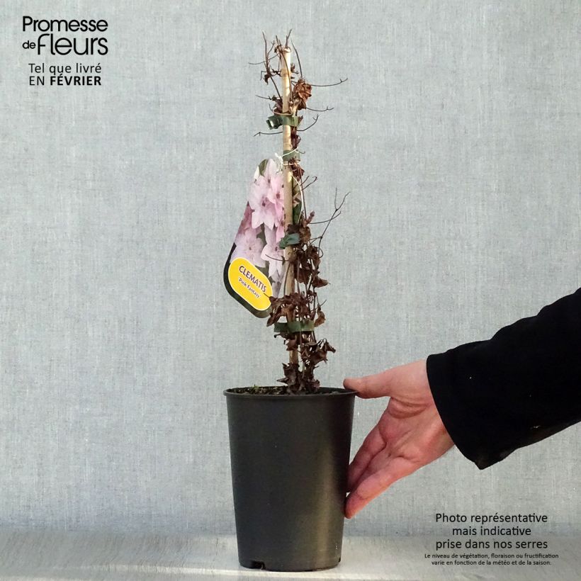 Exemplar von Waldrebe Pink Fantasy - Clematis Topf mit 2L/3L wie im Winter geliefert