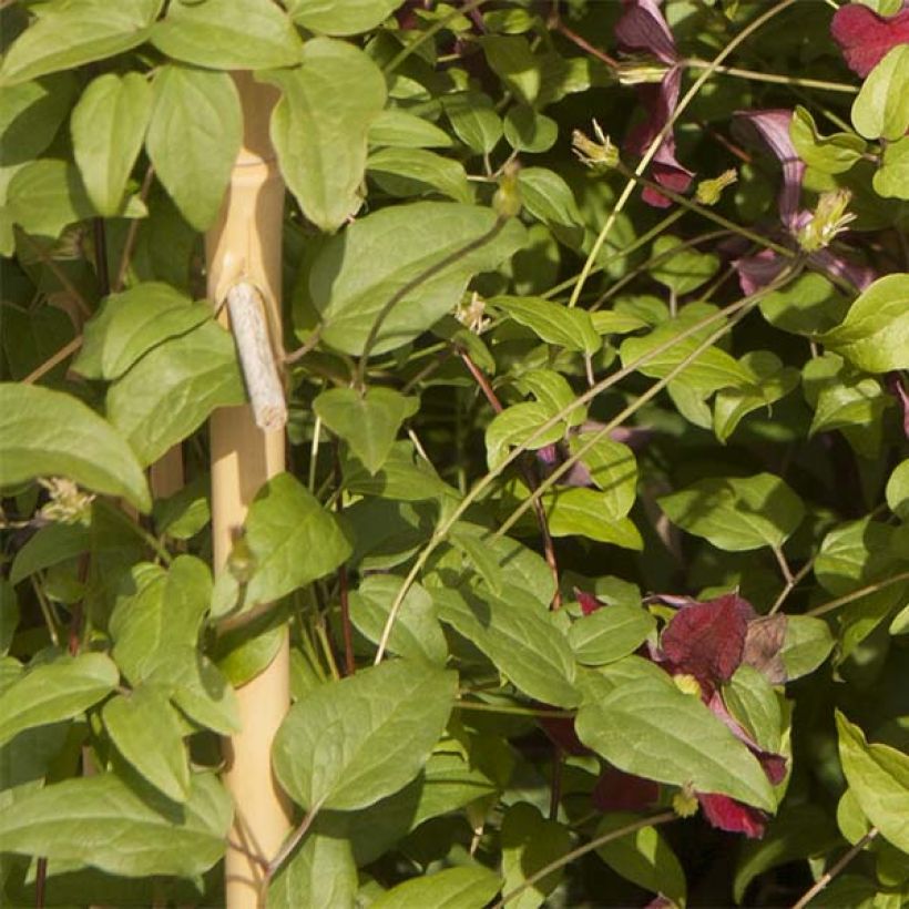 Waldrebe Ruutel - Clematis (Foliage)
