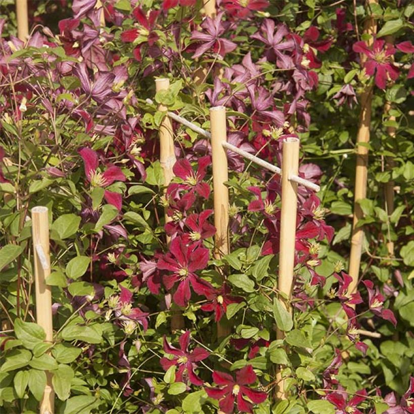 Waldrebe Ruutel - Clematis (Flowering)
