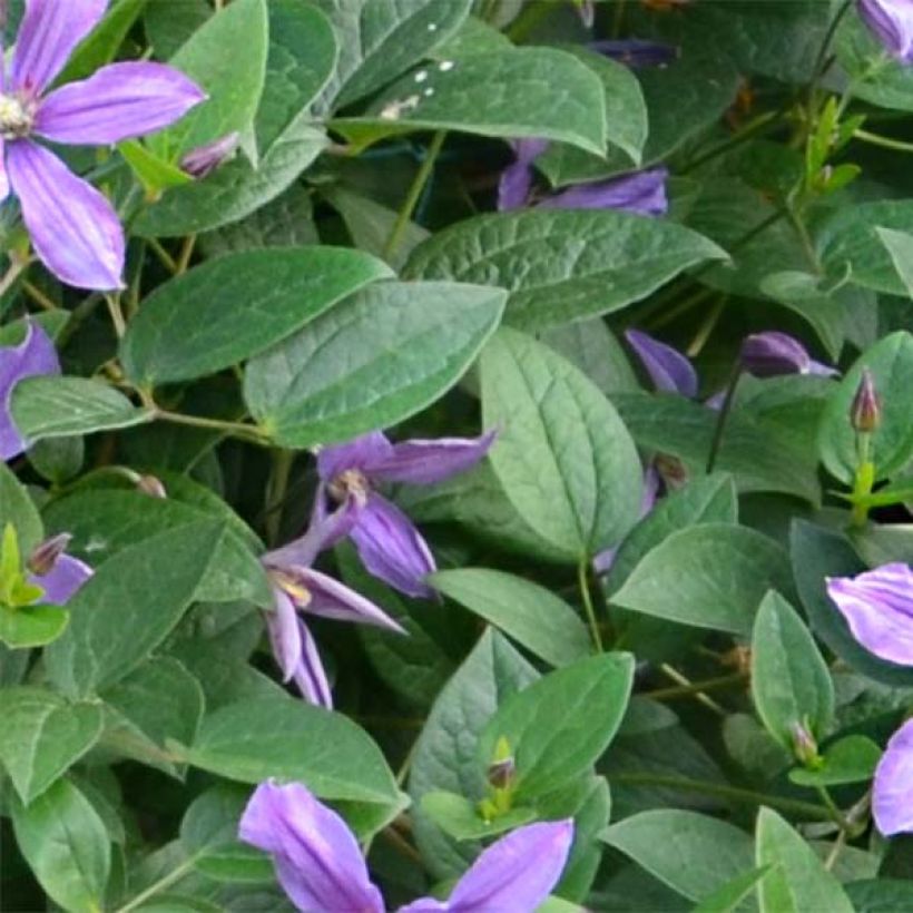 Waldrebe Saphyra Estrella - Clematis (Foliage)