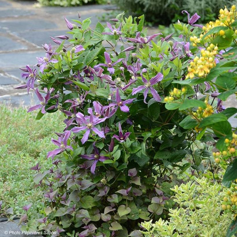 Waldrebe Saphyra Estrella - Clematis (Plant habit)