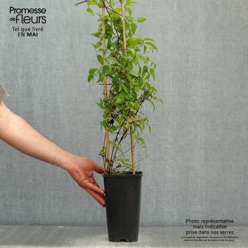 Exemplar von Waldrebe Saphyra Nancy - Clematis Topf mit 2L/3L wie im Frühjahr geliefert