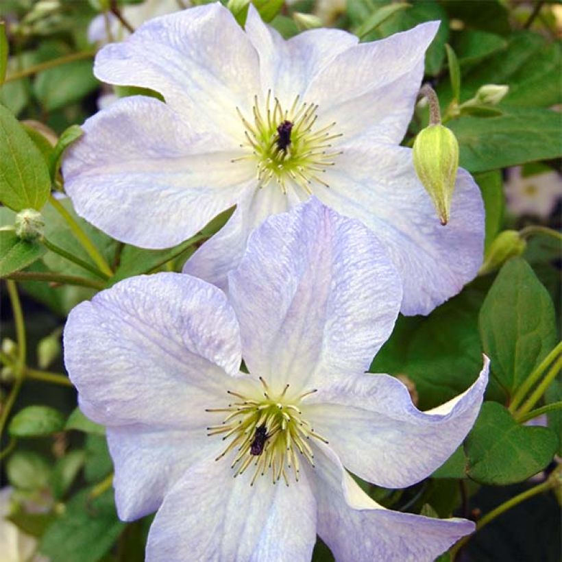Waldrebe Sea Breeze - Clematis (Flowering)