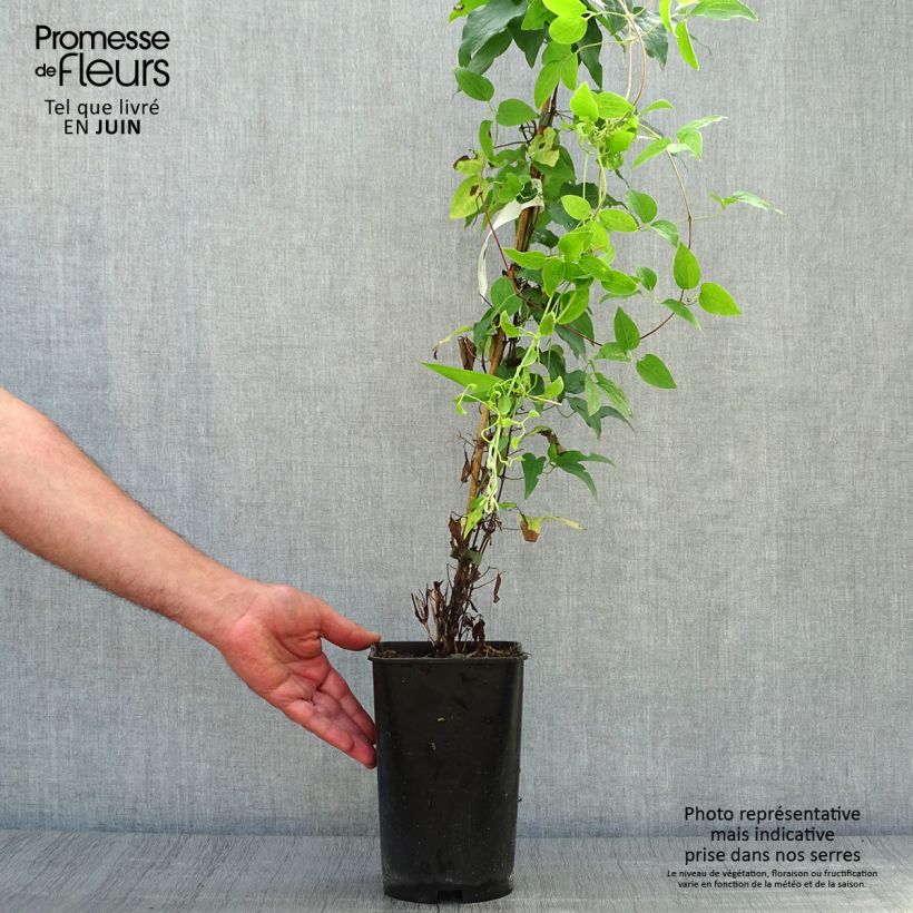 Exemplar von Waldrebe Sparkler - Clematis Topf mit 2L/3L wie im Sommer geliefert