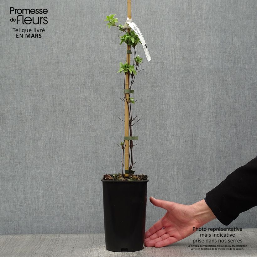 Exemplar von Waldrebe Sparkler - Clematis Topf mit 2L/3L wie im Frühjahr geliefert