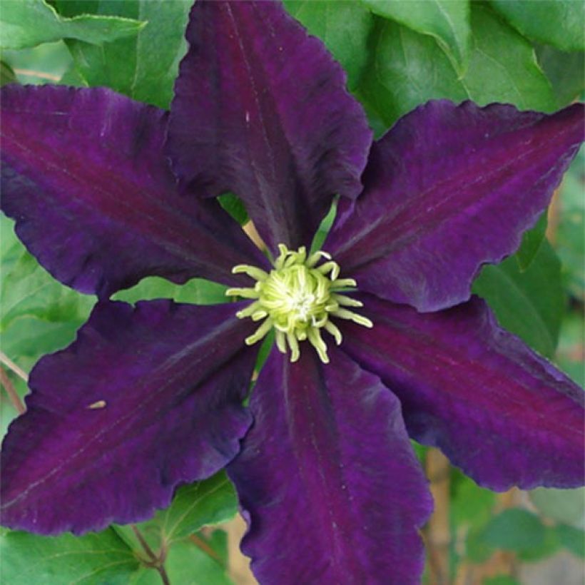 Waldrebe The Vagabond - Clematis (Flowering)