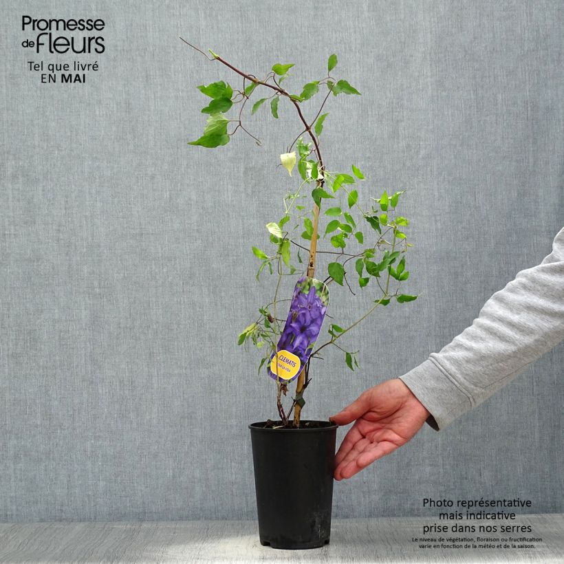Exemplar von Waldrebe Viva la Vida - Clematis Topf mit 2L/3L wie im Frühjahr geliefert