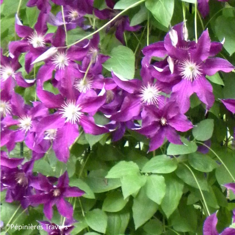 Waldrebe Vostock - Clematis (Flowering)