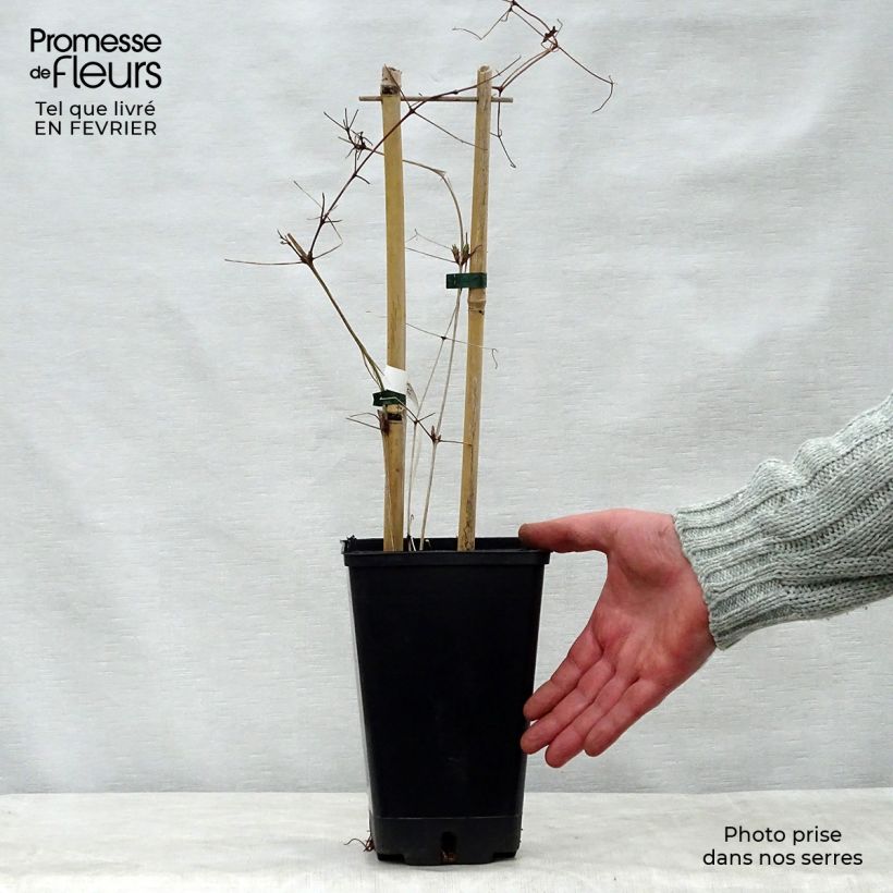 Exemplar von Waldrebe Vostock - Clematis Topf mit 1,5L/2L wie im Winter geliefert