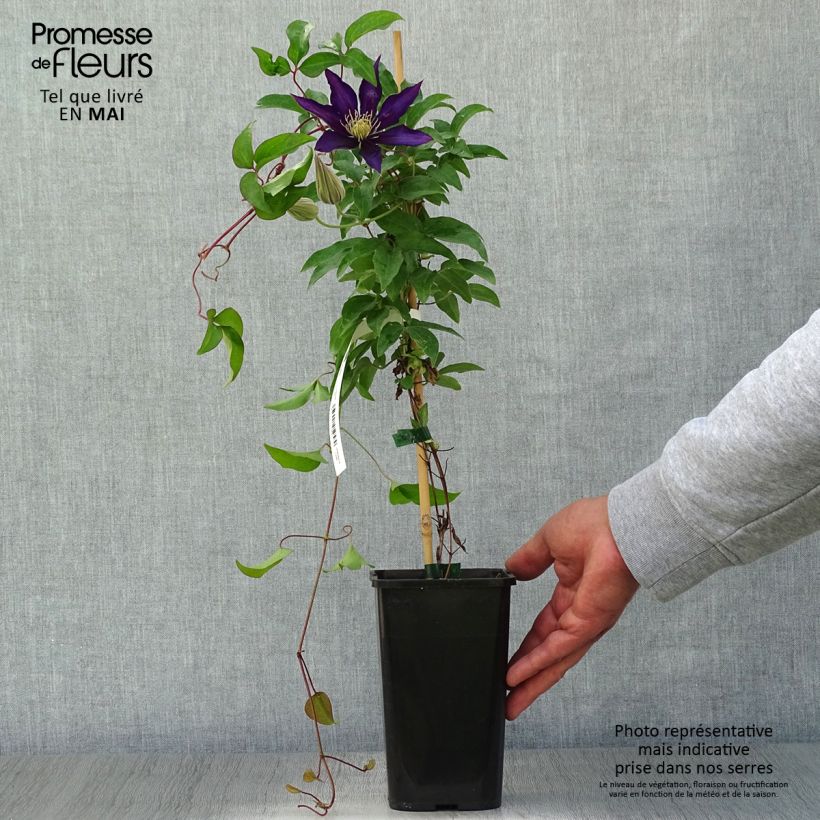 Exemplar von Waldrebe Vostock - Clematis Topf mit 1,5L/2L wie im Frühjahr geliefert