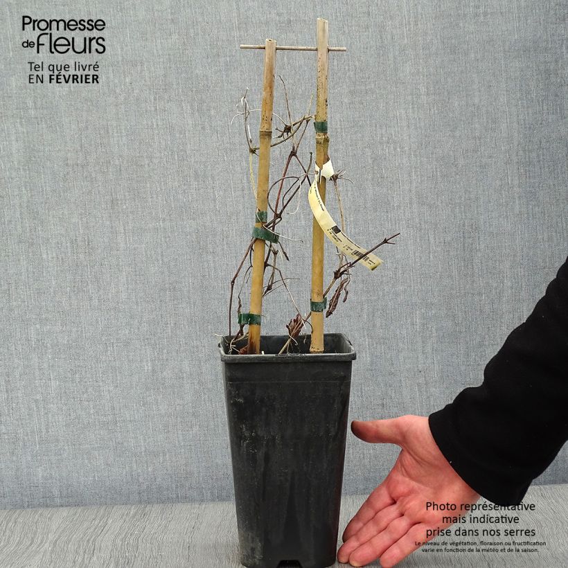 Exemplar von Waldrebe Whoopi - Clematis Topf mit 2L/3L wie im Winter geliefert