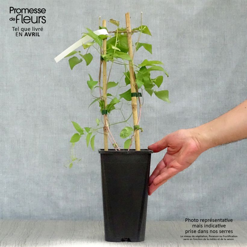 Exemplar von Waldrebe Whoopi - Clematis Topf mit 2L/3L wie im Frühjahr geliefert