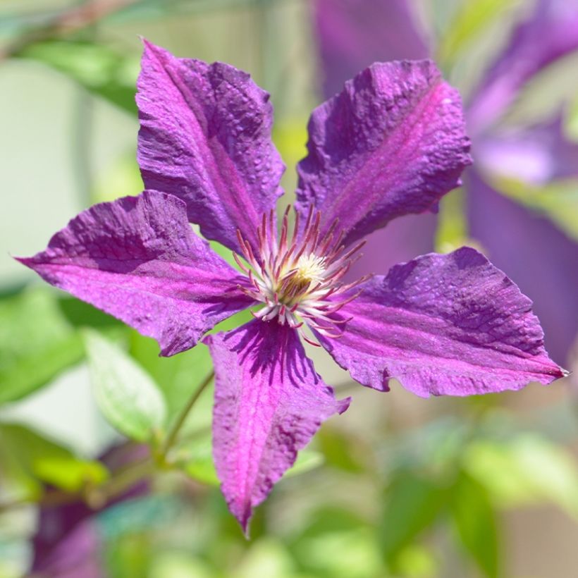 Waldrebe Whoopi - Clematis (Flowering)