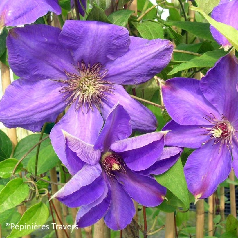 Waldrebe Xerxes - Clematis (Flowering)