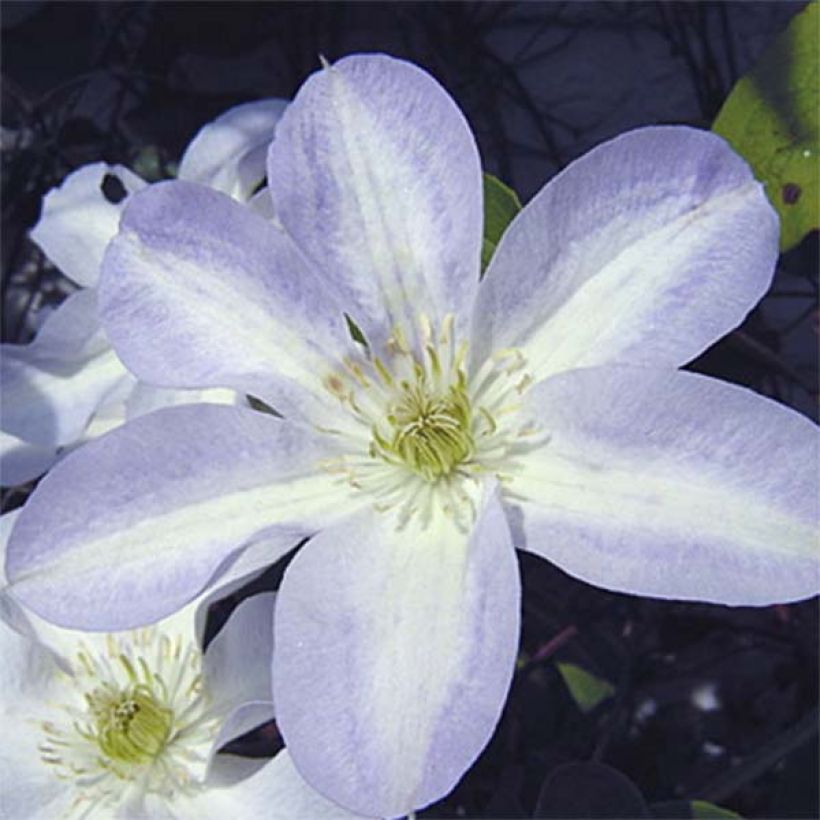 Waldrebe Yukikomachi - Clematis (Flowering)