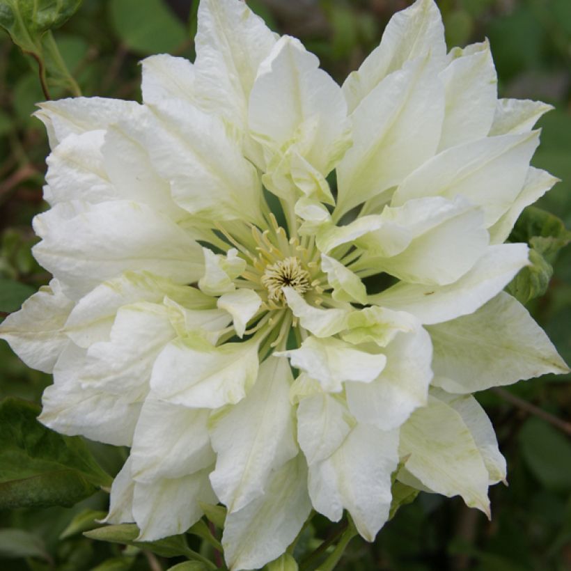 Waldrebe Yukiokoshi - Clematis (Flowering)