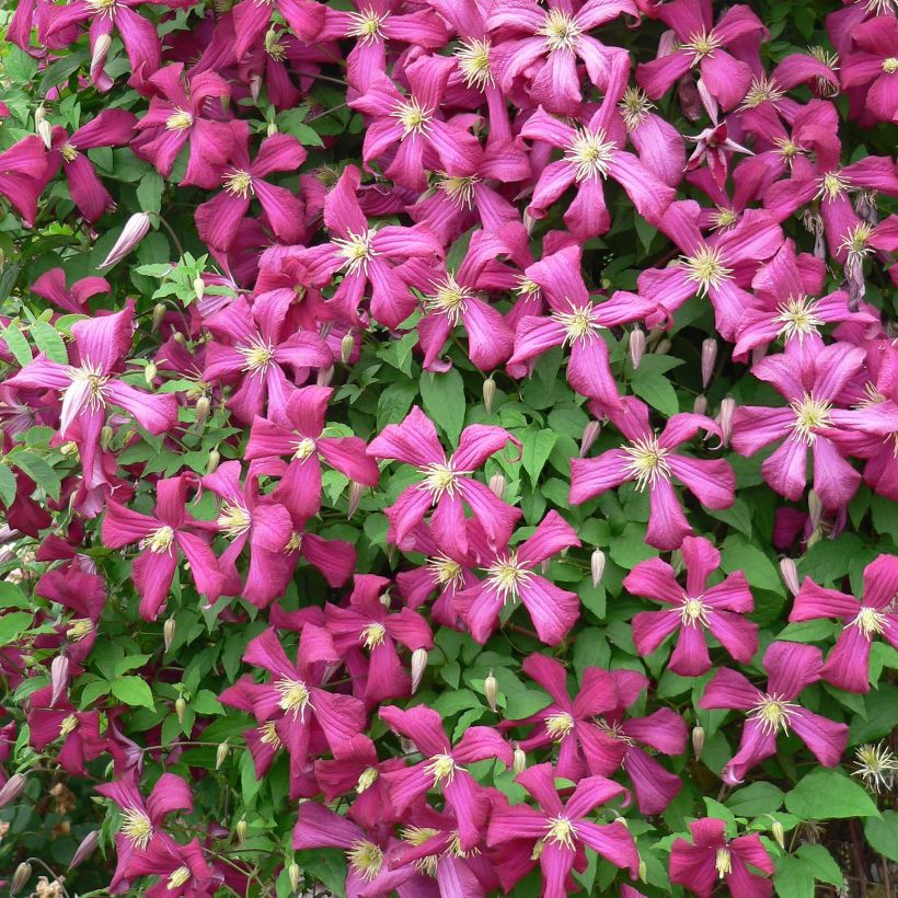 Waldrebe Niobe - Clematis (Flowering)