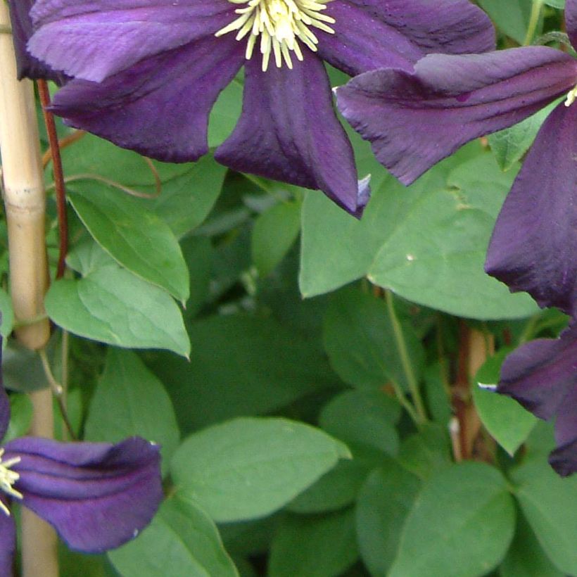 Waldrebe Romantika - Clematis (Foliage)