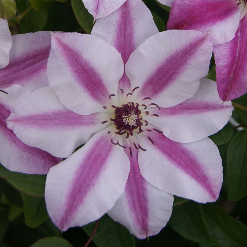 Waldrebe Souvenir du Capitaine Thuilleaux - Clematis (Flowering)