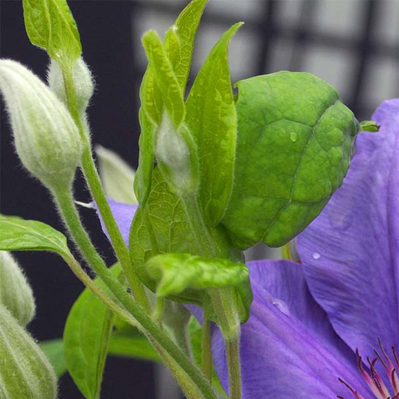 Waldrebe Success Bleu de Loire - Clematis (Foliage)