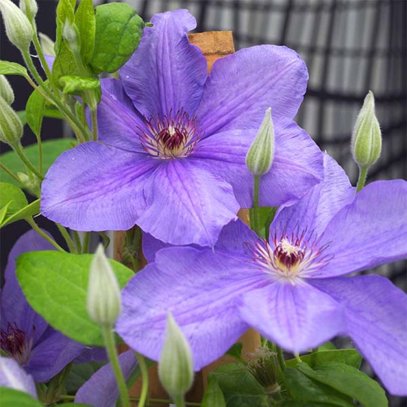 Waldrebe Success Bleu de Loire - Clematis (Flowering)